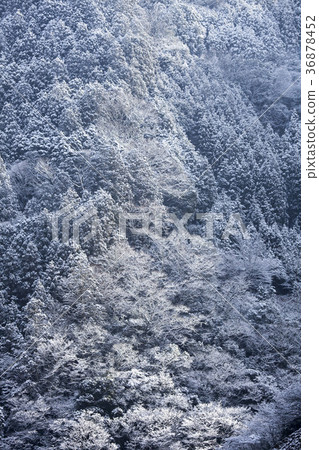 Snowy day-10, the winter scene where the morning sun hits the morning sun next to snowfall Snowy day-10, the winter scene where the morning sun hits the morning sun next to snowfall 36878452