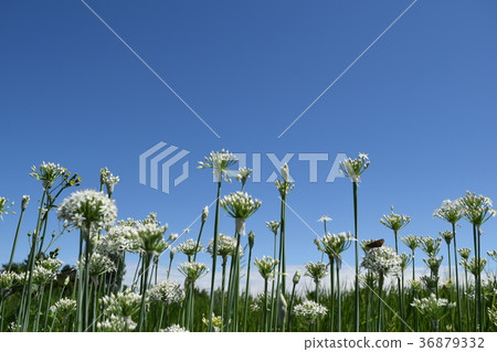 Ichimon菜和玫瑰花 Ichimon菜和玫瑰花 36879332