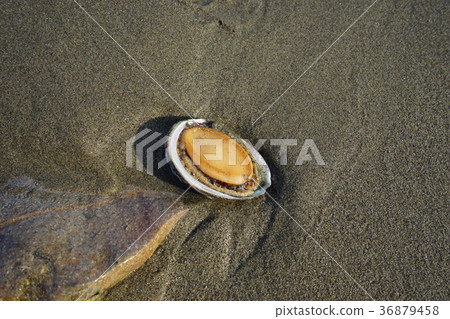 A kite launched on a sandy beach A kite launched on a sandy beach 36879458