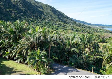 從Satake Yaeyama棕櫚紀念堂看的Yonehara的Yaeyama棕櫚社區的風景 36879524