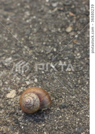 The snail 36880239