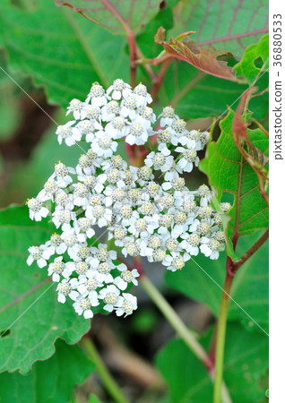 Yarrow growing in Kusatsu Shirane volcano Yarrow growing in Kusatsu Shirane volcano 36880533
