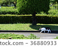 Park walk of stray cats 36880933