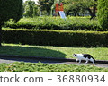 Park walk of stray cats 36880934