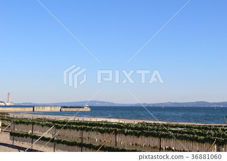 三浦海岸在冬天 36881060