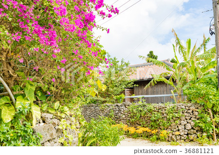 Okinawa · Taketomi-jima 36881121