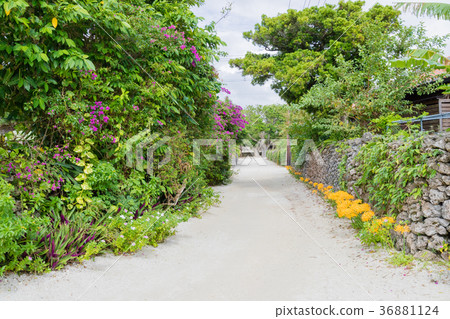 Okinawa · Taketomi-jima Okinawa · Taketomi-jima 36881124