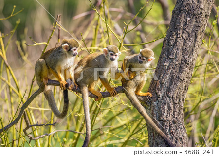 Common squirrel monkeys on a tree branch 36881241