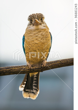 Portrait of male blue-winged kookaburra 36881243