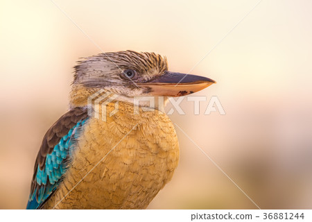 Portrait of male blue-winged kookaburra 36881244