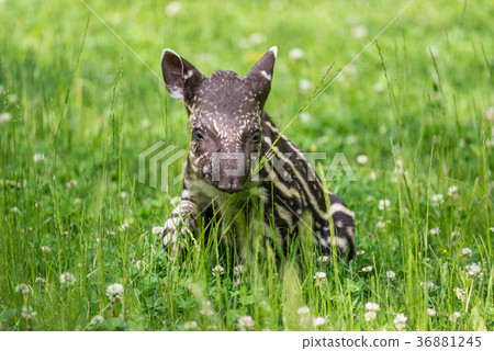 Baby of the endangered South American tapir 36881245