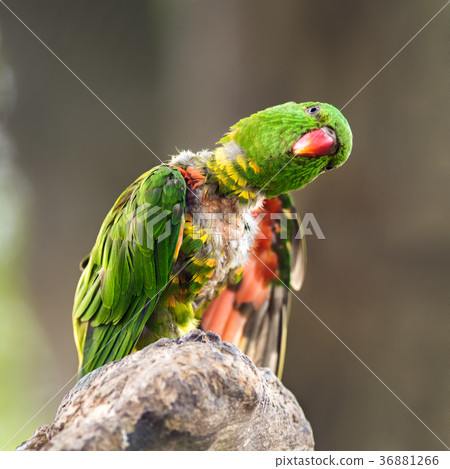 Portrait of  scaly-breasted lorikeet 36881266