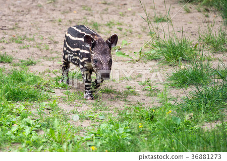 Baby of the endangered South American tapir 36881273