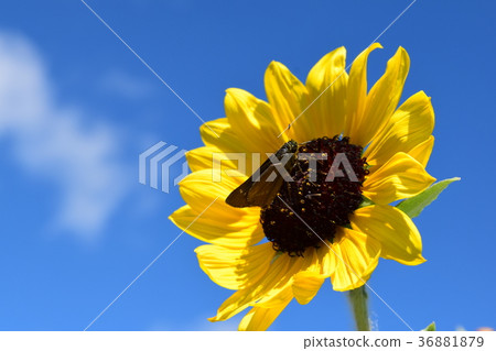 Sunflower and Ichimon Dissed 36881879