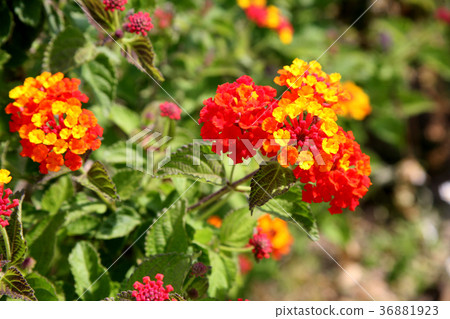 Lantana flowers 36881923