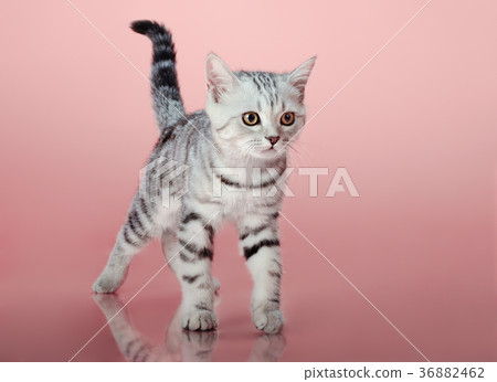 kitten kitten 36882462