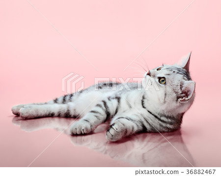 kitten kitten 36882467