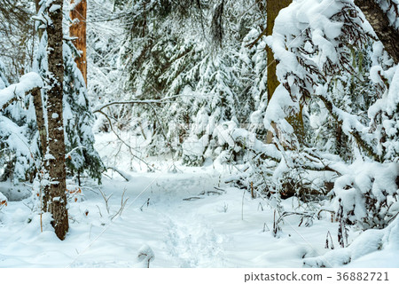 Fantastic winter forest covered with snow 36882721