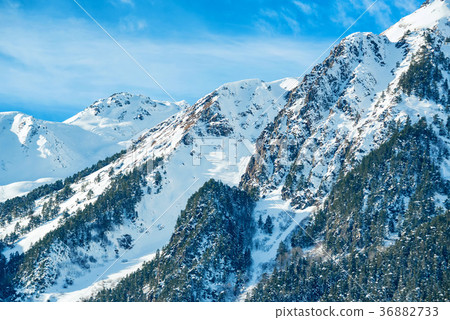 Snowy winter mountains with softwood forest Snowy winter mountains with softwood forest 36882733