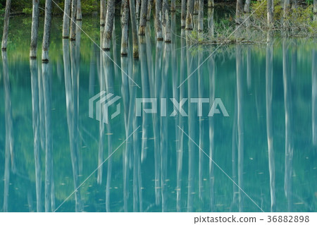 美瑛藍池塘 美瑛藍池塘 36882898