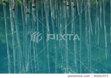 美瑛藍池塘 美瑛藍池塘 36882973