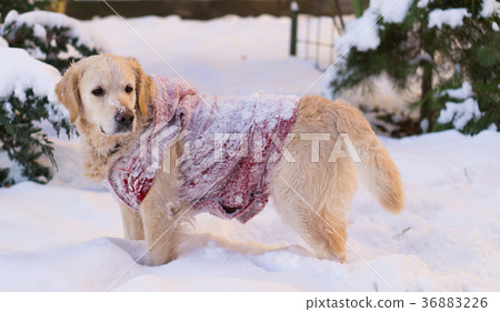 圖庫照片: golden retriever dog wearing warm red coat.