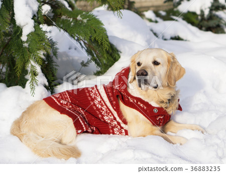 圖庫照片: golden retriever dog wearing warm red coat.