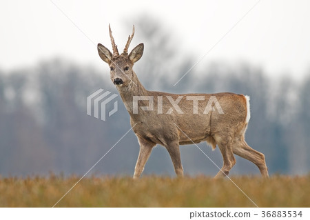 Roe deer buck in spring with new antlers 36883534