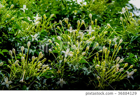 Cluster of White Flowers of the Cork Tree Cluster of White Flowers of the Cork Tree 36884129