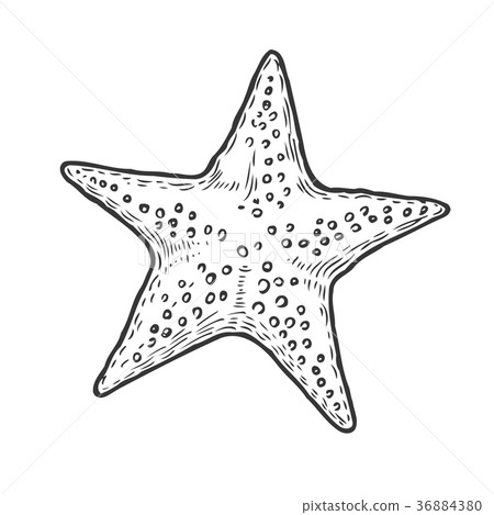 Hand drawn marine Starfish - Stock Illustration [36884380] - PIXTA