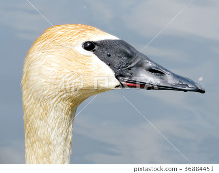 Thornhill portrait of a trumpeter swan 2016 Thornhill portrait of a trumpeter swan 2016 36884451