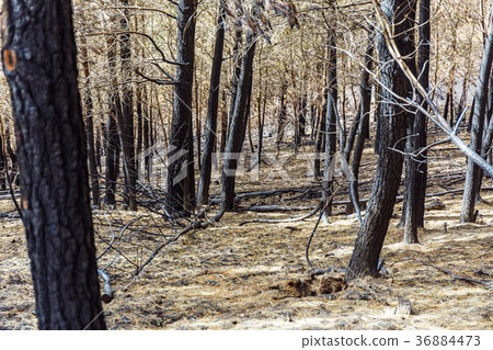Burned forest in the mountains Burned forest in the mountains 36884473
