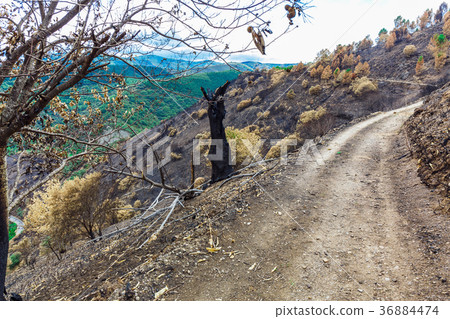 Burned forest in the mountains Burned forest in the mountains 36884474