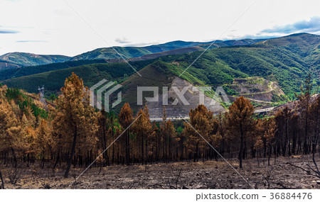Burned forest in the mountains Burned forest in the mountains 36884476