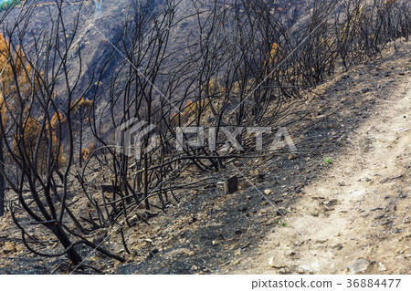 Burned forest in the mountains Burned forest in the mountains 36884477