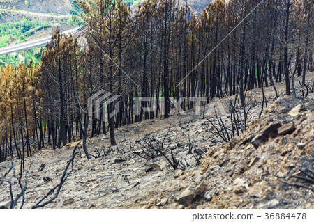 Burned forest in the mountains Burned forest in the mountains 36884478