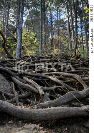 Mountain trail where the Mt. Ontake mountain is exposed 36884932