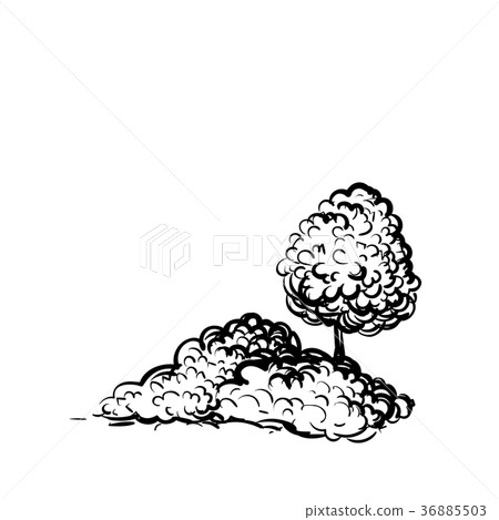 Tree and shrubs on white background hand drawn Tree and shrubs on white background hand drawn 36885503
