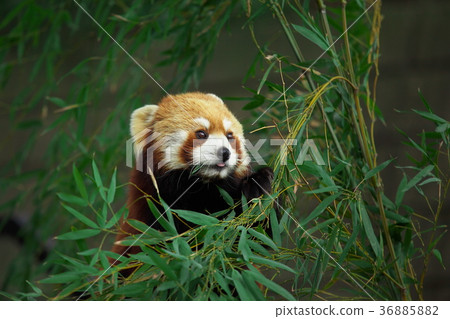 小熊貓 36885882