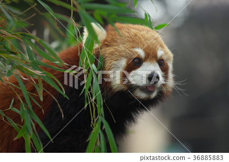 小熊貓 36885883