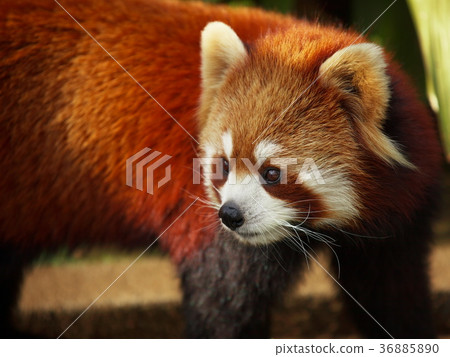 Lesser panda 36885890