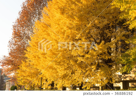 Gingko lined trees at Keio Hospital 36886192