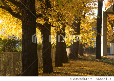 Gingko lined trees at Keio Hospital 36886193