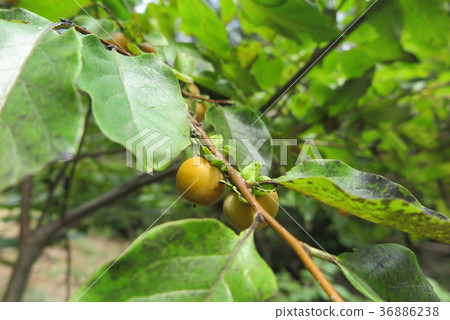Amand fruit Amand fruit 36886238