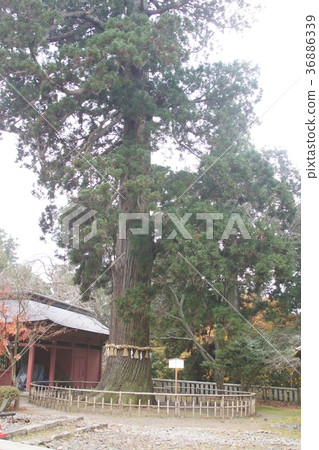 Shrine shrine 36886339