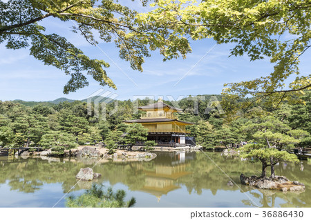 Fresh green Kinkaku-ji 36886430