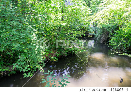 Real Atsushi Park Fresh green and water surface Tsutsujigaoka Senkawa Tokyo Chofu City 36886744