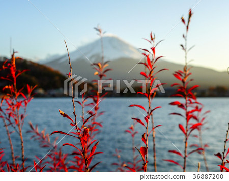 red grass on the Fuji Mountain background red grass on the Fuji Mountain background 36887200