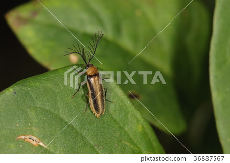 Creatures insects Tateobifusahigebotaru, this firefly does not glow when it becomes an adult among larvae 36887567