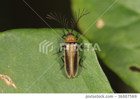 Creatures Insects The Atelier firefly, a male with a beautifully branched antennae. The length is about seven millimeters 36887569